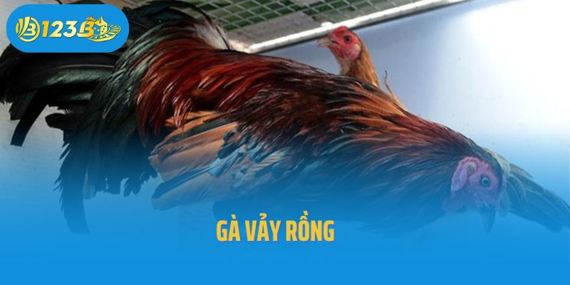 Gà Vảy Rồng: Sức Mạnh Bất Bại Và Cách Nhận Diện Chuẩn Xác